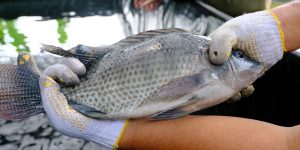 Terobosan Baru! KKP Gunakan Air Kelapa untuk Maskulinisasi Ikan Nila, Ini Buktinya