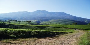 Menjelajahi Keindahan Kebun Teh Kemuning di Puncak Ngargoyoso, Karanganyar