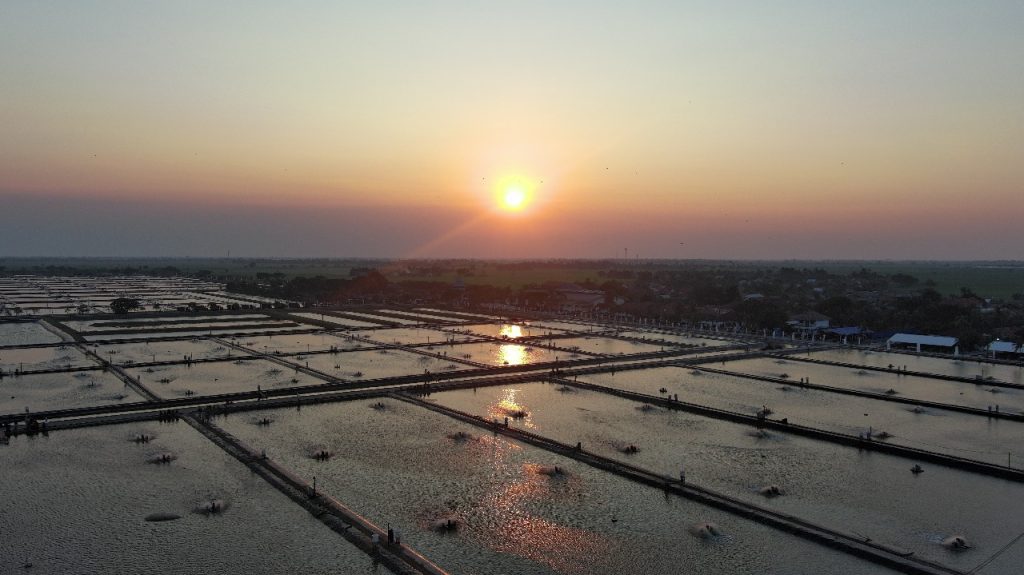 KKP Percepat Revitalisasi Tambak Pantura