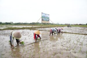 Kementan RI Bersama Pemkab Sleman Wujudkan Program Nasional Swasembada Pangan