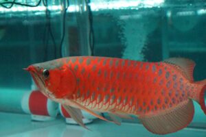 KKP Dorong Konservasi Arwana Super Red