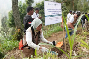 PLN Tanam 3.000 Pohon Cemara di Bromo, Jaga Alam & Tekan Emisi Karbon