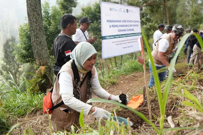 PLN Tanam 3.000 Pohon Cemara di Bromo, Jaga Alam & Tekan Emisi Karbon