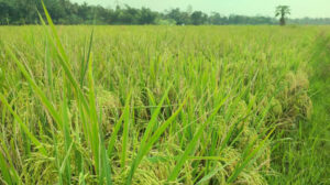 Produksi Beras Nasional Naik 14,49%, Pemerintah Klaim Menuju Swasembada Pangan