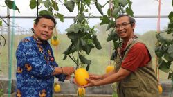Dinas TPHP Kalteng dan UPN Veteran Yogyakarta Kembangkan Melon Unggulan