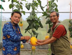 Dinas TPHP Kalteng dan UPN Veteran Yogyakarta Kembangkan Melon Unggulan