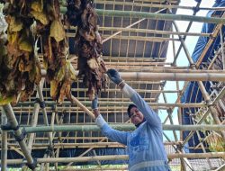 Petani Tembakau Lumajang Punya Harapan Baru dengan 54 Gudang Pengering dari Pemkab