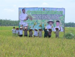 Panen Raya di Aceh Tamiang: 50 Hektare Lahan Hidup Kembali, Pertanian Jadi Harapan Baru