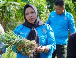 TP PKK Kota Tidore Panen Perdana Bawang Merah Topo, Dorong Ketahanan Pangan Lokal
