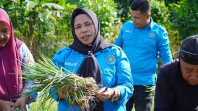 TP PKK Kota Tidore Panen Perdana Bawang Merah Topo, Dorong Ketahanan Pangan Lokal