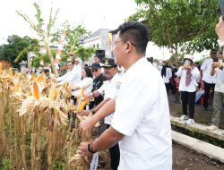 Jagung Sleman Kian Moncer, Wabup Danang Dorong Kolaborasi Petani dan Pemerintah untuk Pertanian Maju