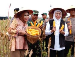 Panen Raya Jagung di Tanggulangin, Pemkab Sidoarjo Perkuat Dukungan Ketahanan Pangan Nasional