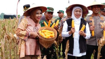 Panen Raya Jagung di Tanggulangin, Pemkab Sidoarjo Perkuat Dukungan Ketahanan Pangan Nasional