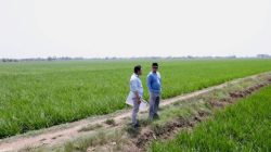 Menteri ATR Nusron Tinjau Lahan Industri di Indramayu, Pastikan Tak Ganggu Sawah Produktif