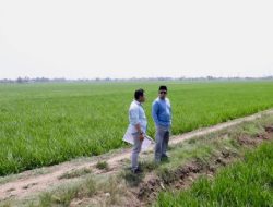 Menteri ATR Nusron Tinjau Lahan Industri di Indramayu, Pastikan Tak Ganggu Sawah Produktif