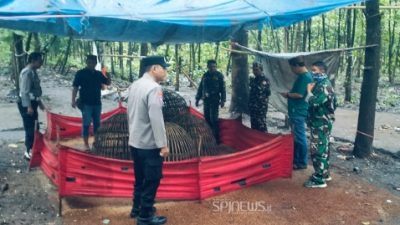 Sinergi TNI-Polri Intensifkan Penertiban Judi Sabung Ayam di Jombang
