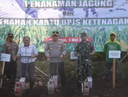Polres Purworejo Dorong Kemandirian Pangan, Tanam Jagung dan Lindungi Petani Lewat Jaminan Sosial